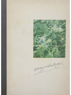 หลวงบุเรศบำรุงการ (ไม้ในพุทธศาสนา)