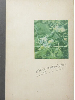 หลวงบุเรศรบำรุงการ (ไม้ในวรรณคดี)