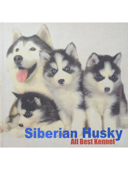Siberian Husky All Best Kennel
