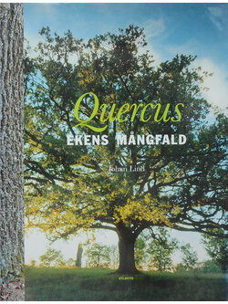 Quercus EKENS MANGRALD