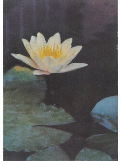 นางปุ๋ย อรรถปริมลวุจดี (ปาฐกถาธรรม ของ ท่านพุทธทาส)