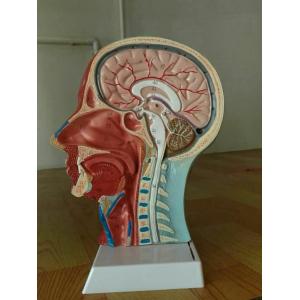 โมเดลกายวิภาคส่วนศีรษะ