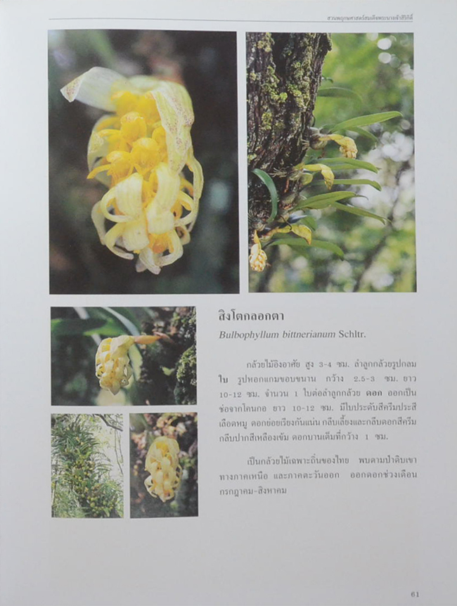 สวนพฤกษศาสตร์สมเด็จพระนางเจ้าสิริกิติ์ เล่ม 6 กล้วยไม้ไทย (ขายตามสภาพ)