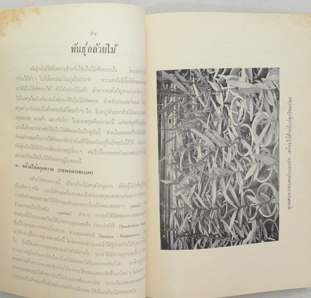 เรือง “กล้วยไม้”