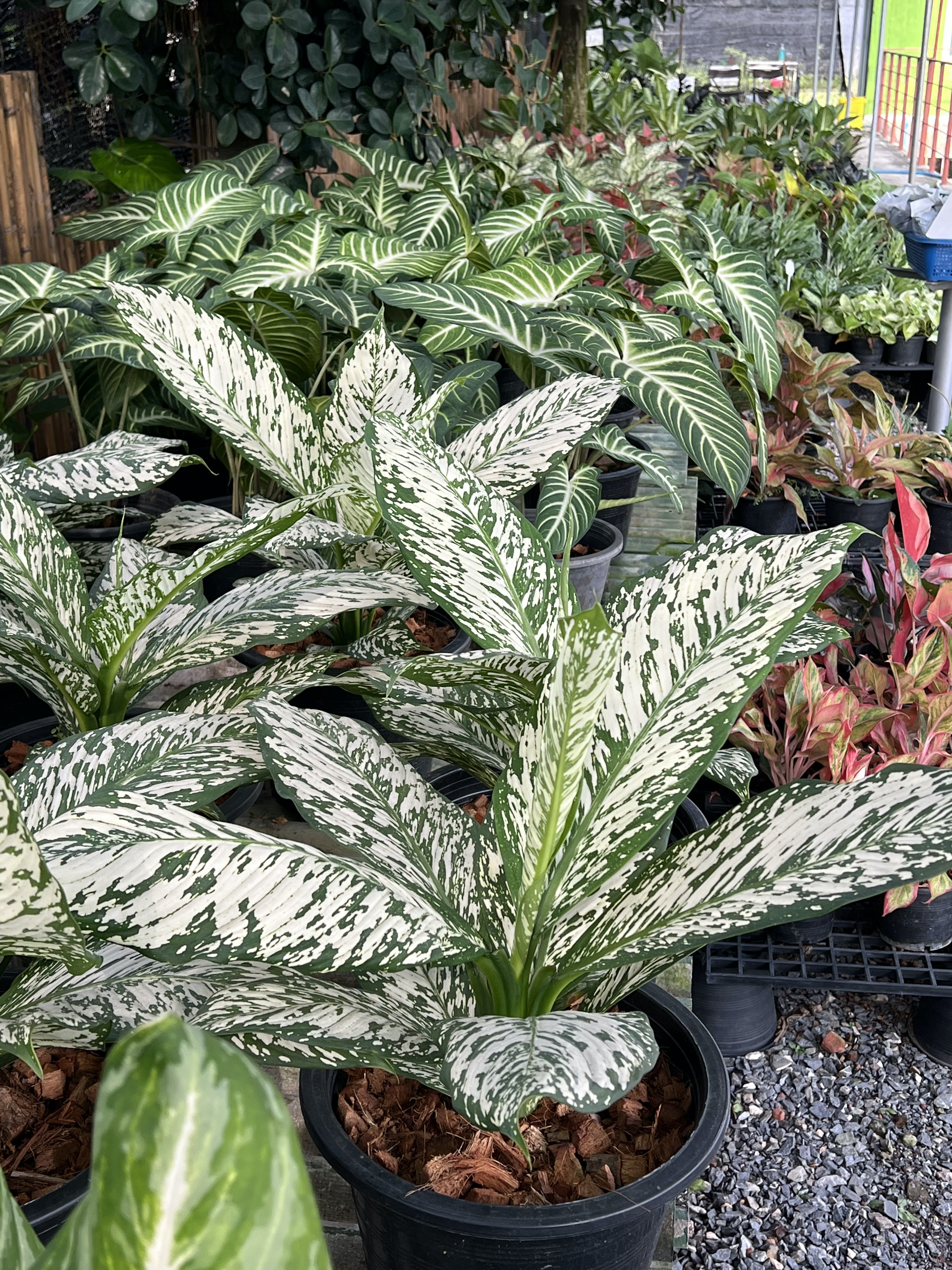 อโกลนีมา เทพมงคล Aglaonema