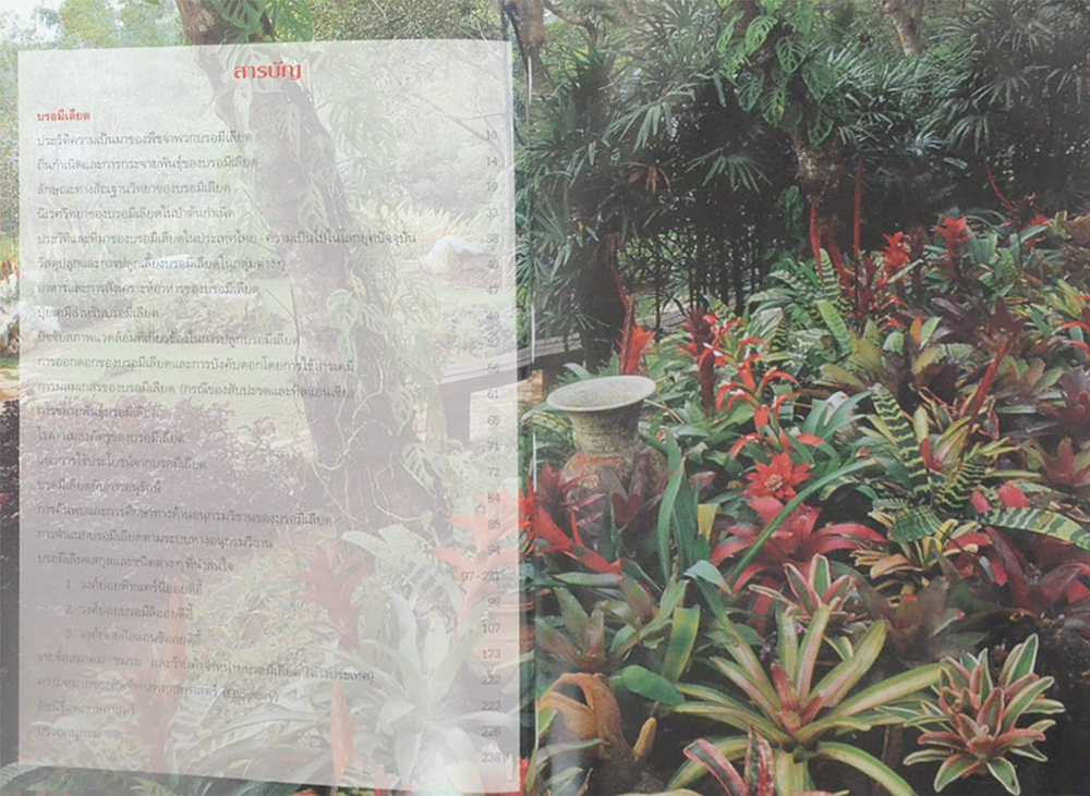 บรอมีเลียด (ขายตามสภาพ)