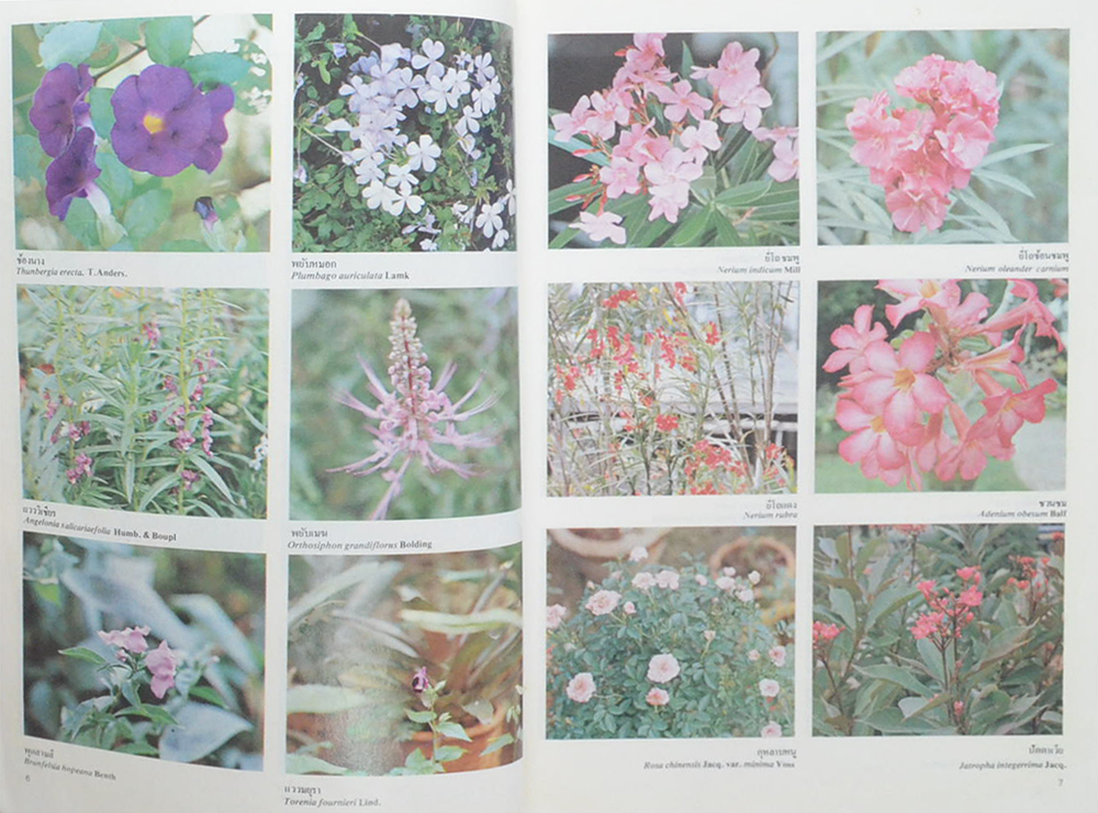 สารานุกรมไม้ประดับในประเทศไทย
