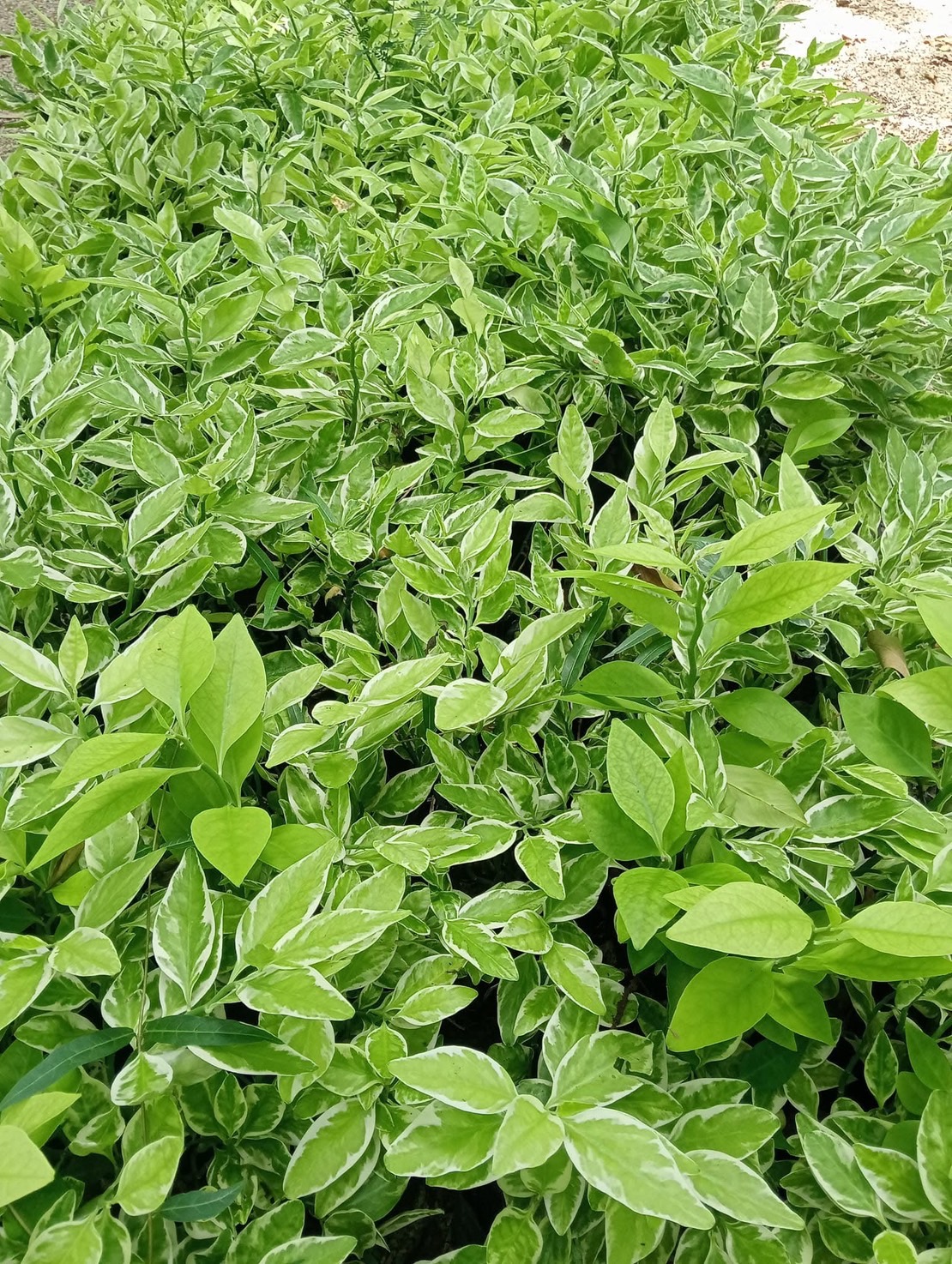 ✨ ต้นแสยกด่าง zigzag plant