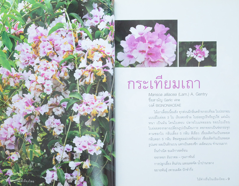 พรรณไม้เมืองไทย: ไม้ต่างถิ่นในเมืองไทย 1 (ขายตามสภาพ)