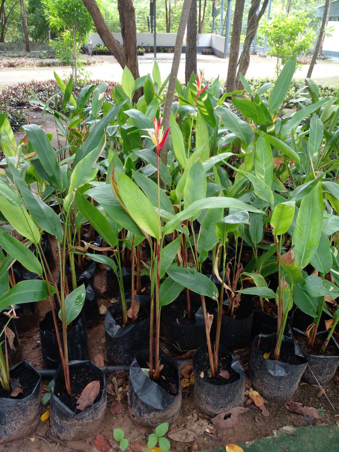 ต้นเบิร์ด เฮลิโคเนีย ต้นปักษาสวรรค์ Heliconia ธรรมรักษา ดอกสีแดงเหลือง
