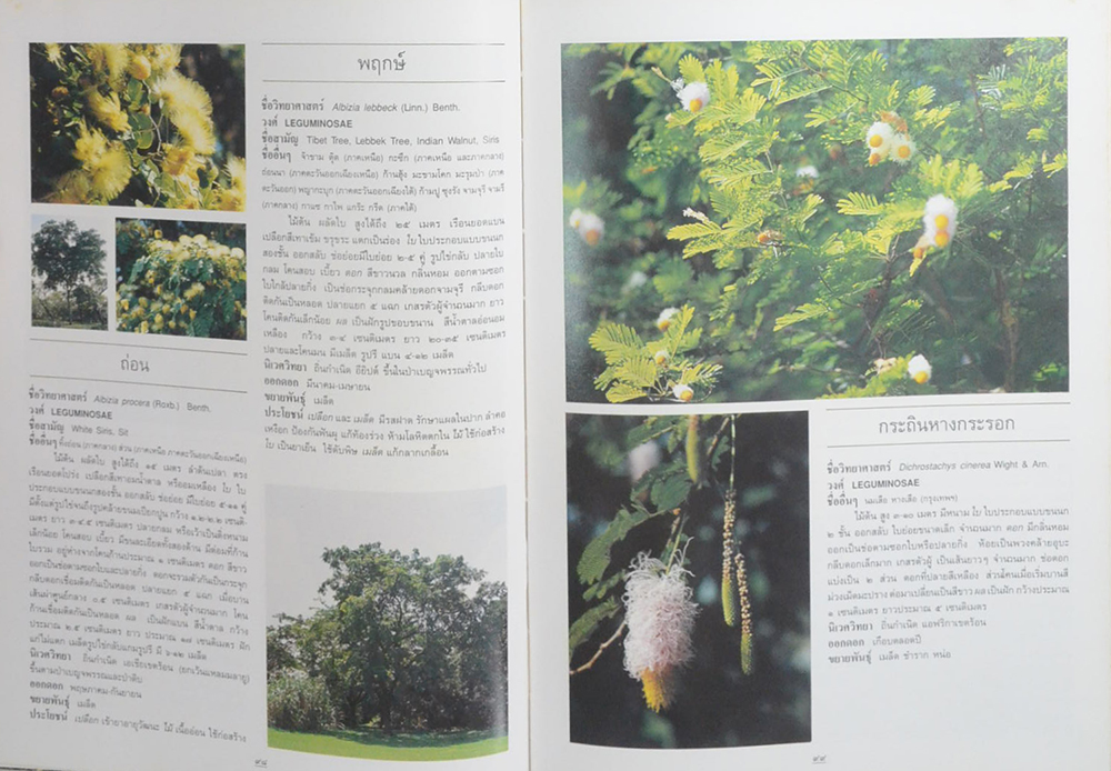 ไม้ดอกและไม้ประดับ (ขายตามสภาพ)