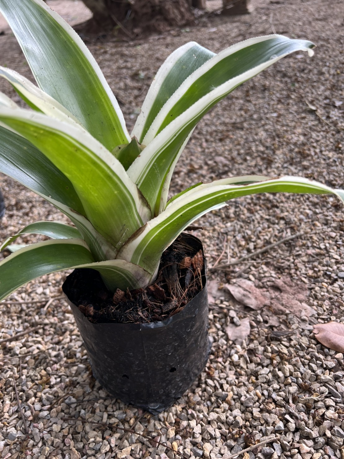 สับปะรดสี Bromeliad Neo ink well albo