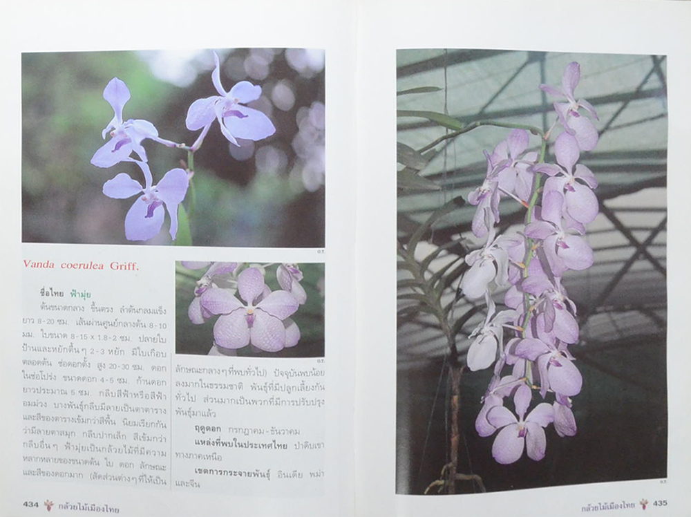 กล้วยไม้เมืองไทย (ขายตามสภาพ)