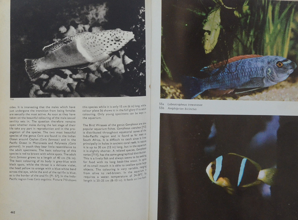 The Pictorial Encyclopedia of Fishes