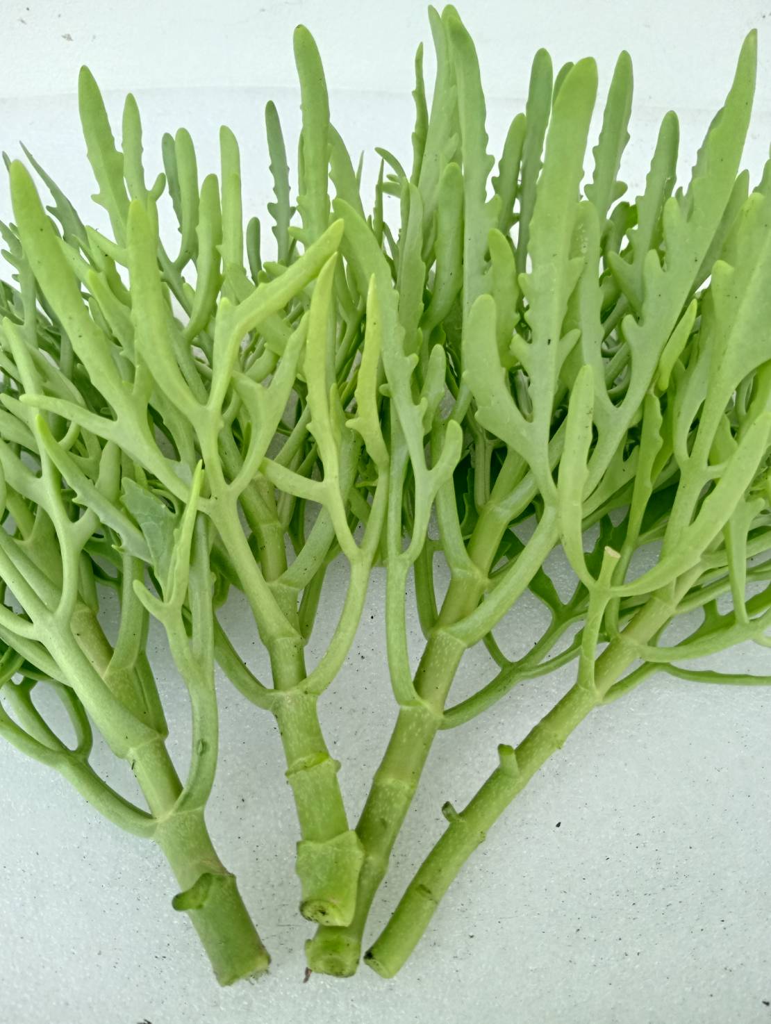 กิ่งฆ้องสามย่าน ทองสามย่าน Kalanchoe laciniata