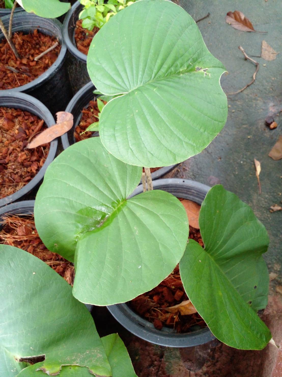 ต้นใบละบาท elephant creeper ไม้เลื้อย ไม้เถา