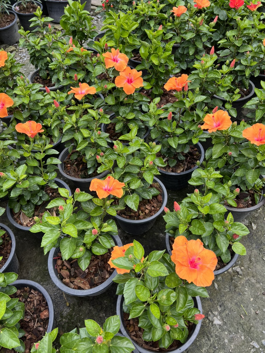 ชบา Hibiscus ไม้พุ่ม กระถาง 11 นิ้ว ชบาดอกส้ม