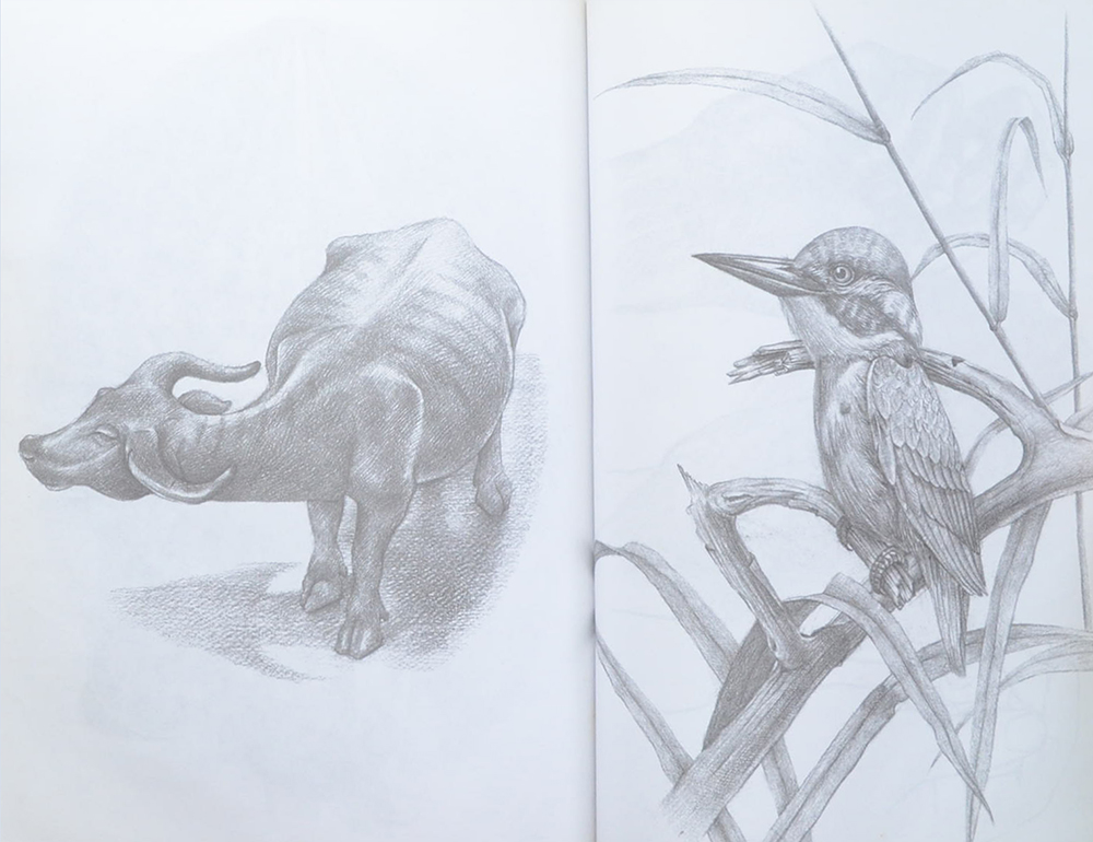 วาดเส้น