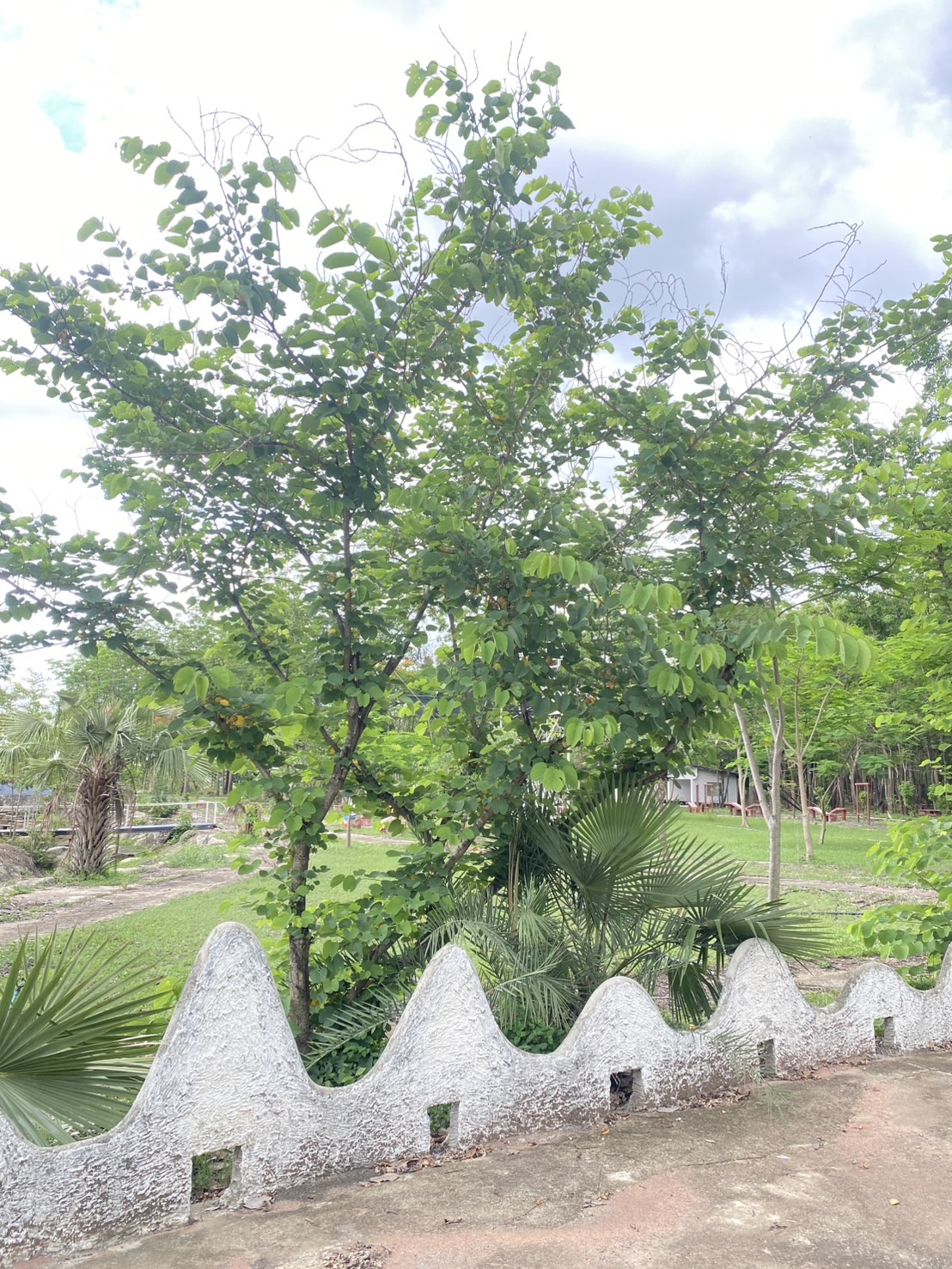 ต้นชงโค Bauhinia purpurea L.