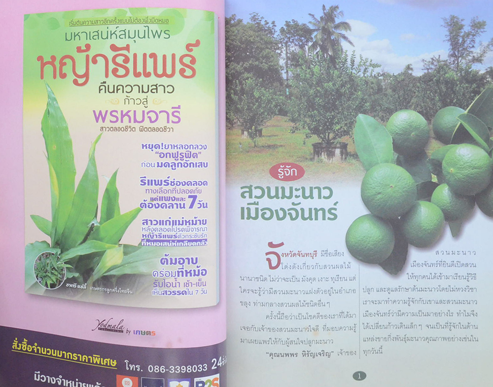 ปลูกแล้วรวย มะนาว 9 ต้น 9 ล้าน วงบ่อซีเมนต์บังคับนอกฤดู