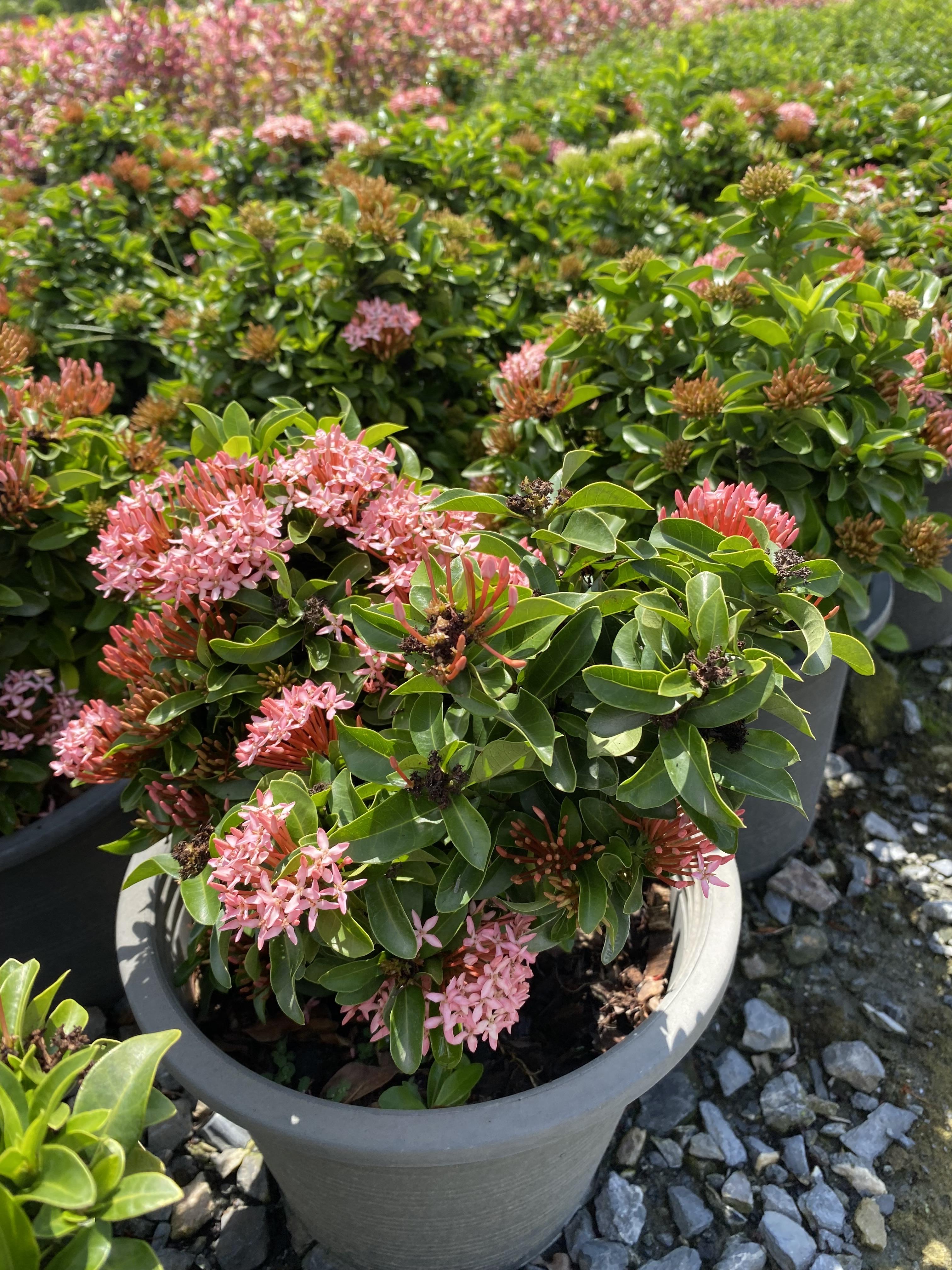 เข็มแคระ เข็มชมพู Ixora Hybrid