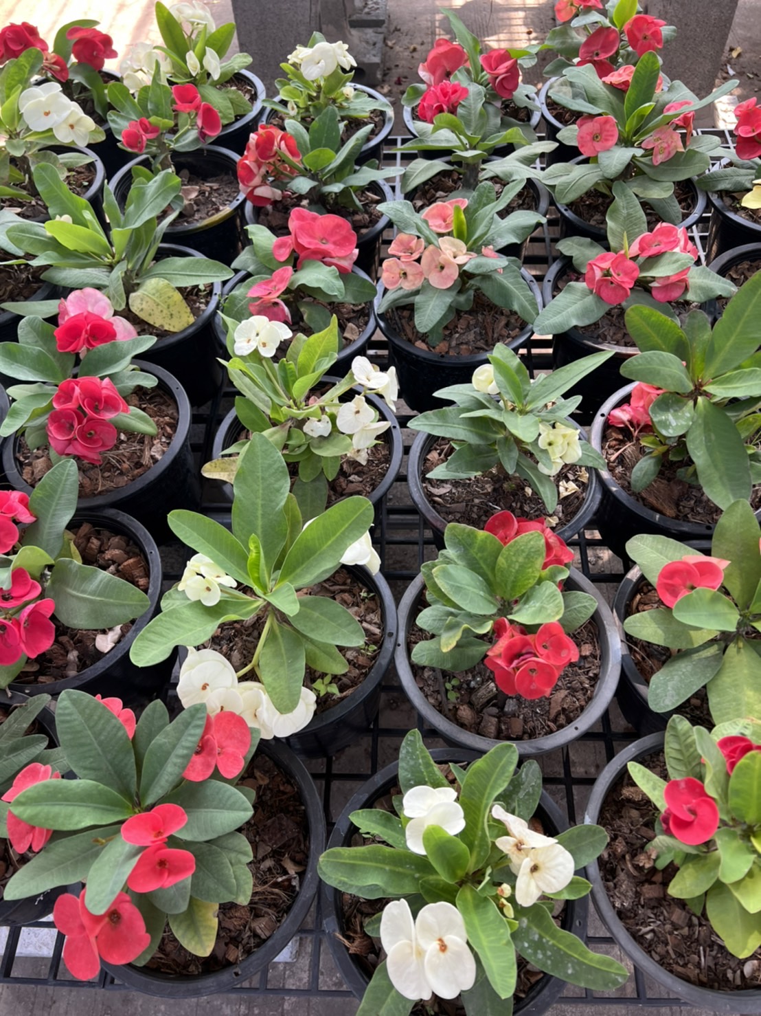 โป๊ยเซียนดอกเล็กๆ Crown of thorns ไม้มงคล