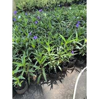 ฟ้าประทานพร สีม่วง Ruellia ต้อยติ่ง