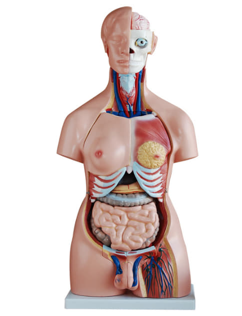 หุ่นจำลองแสดงอวัยวะภายในมนุษย์ สูง 85 ซม. ถอดประกอบได้ 39 ชิ้น