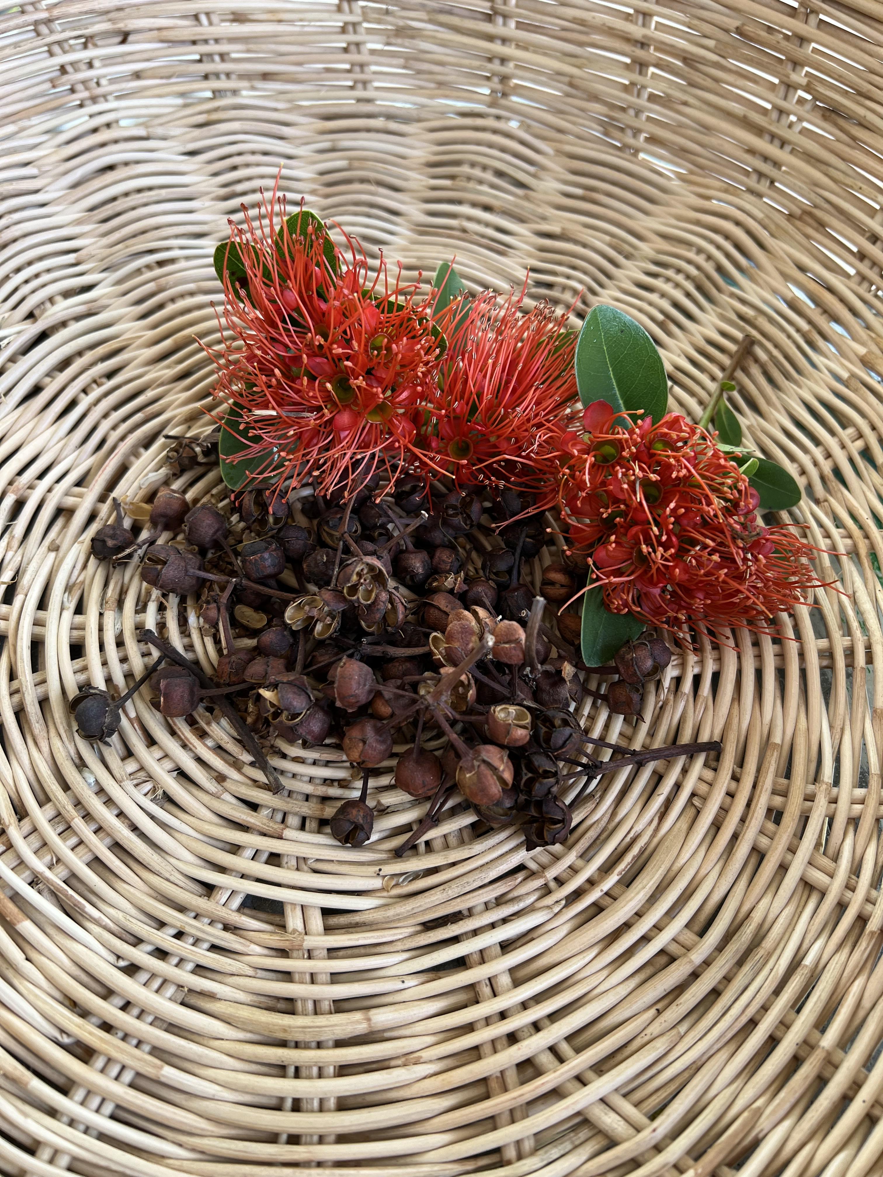 เมล็ดดอกรักแรกพบ (First love flower Seed Mix) สีเหลือง 🌼 ปลูกง่าย ดอกสวย สดใส พร้อมปลูก ส่งตรงจากสวน