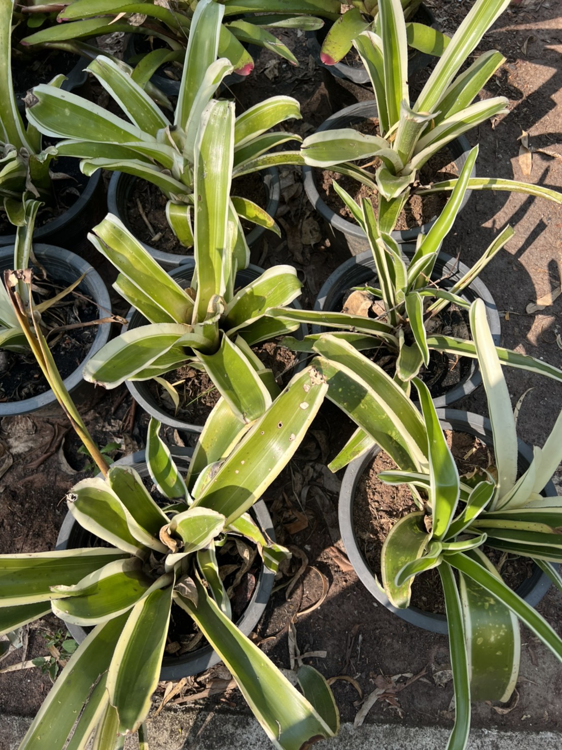 สับปะรดสี bromeliad