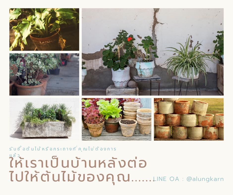 บริการรับซื้อต้นไม้ดอกไม้เก่า