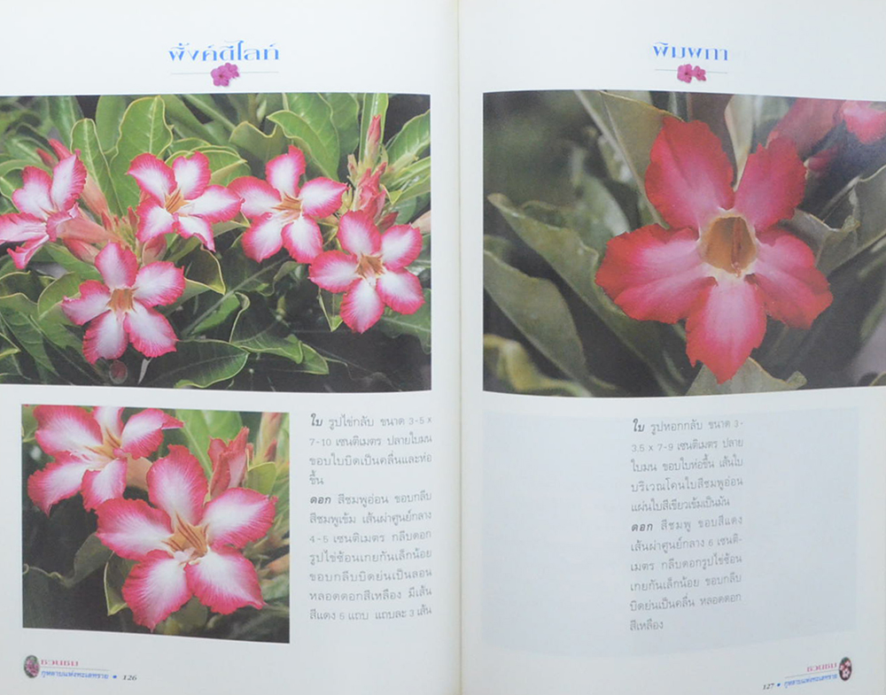 ชวนชม: กุหลาบแห่งทะเลทราย (ขายตามสภาพ)