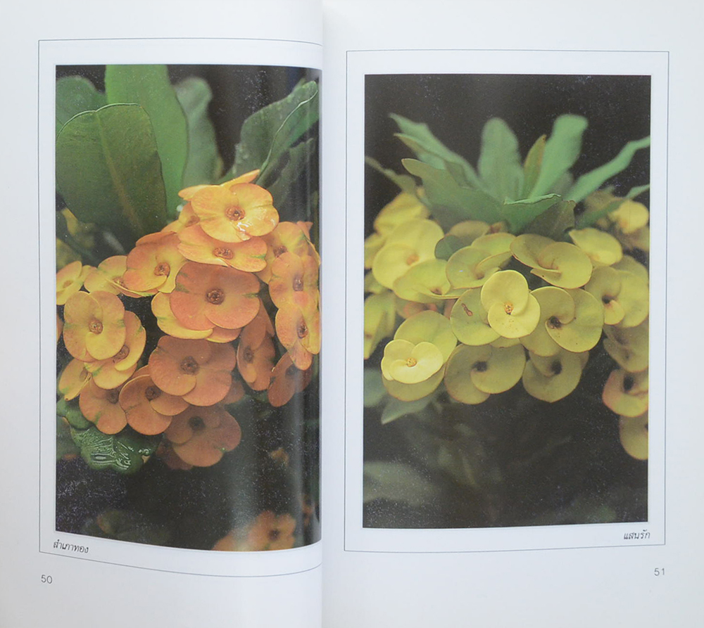 โป๊ยเซียน