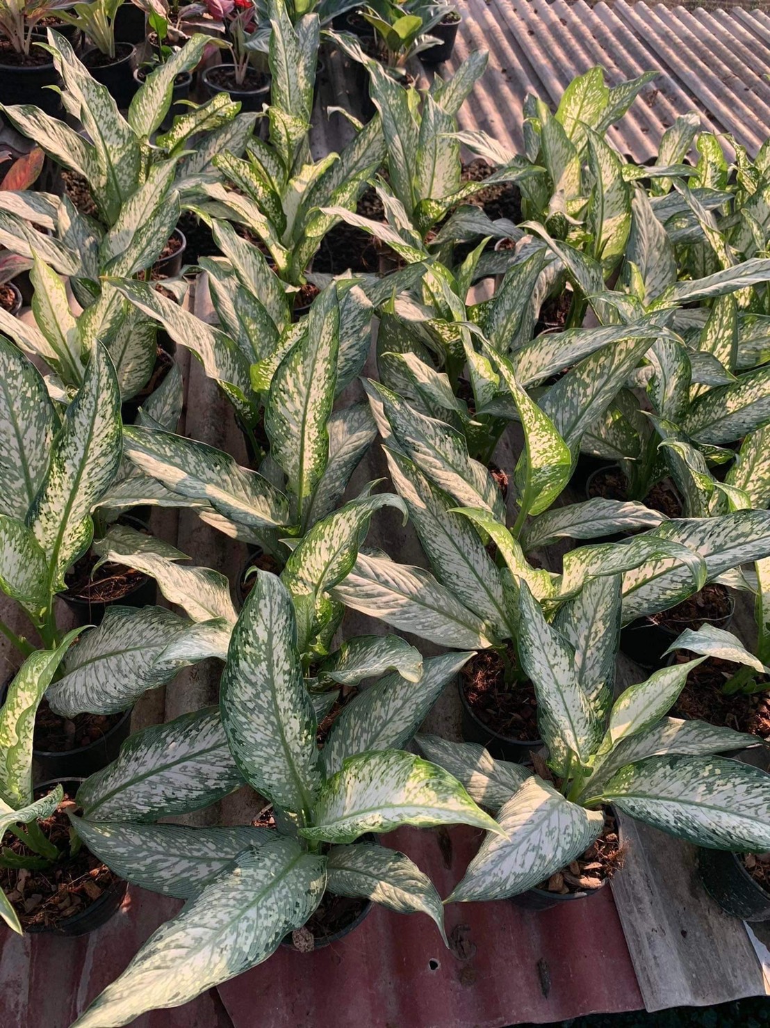 อโกลนีมา อุดมโชค aglaonema