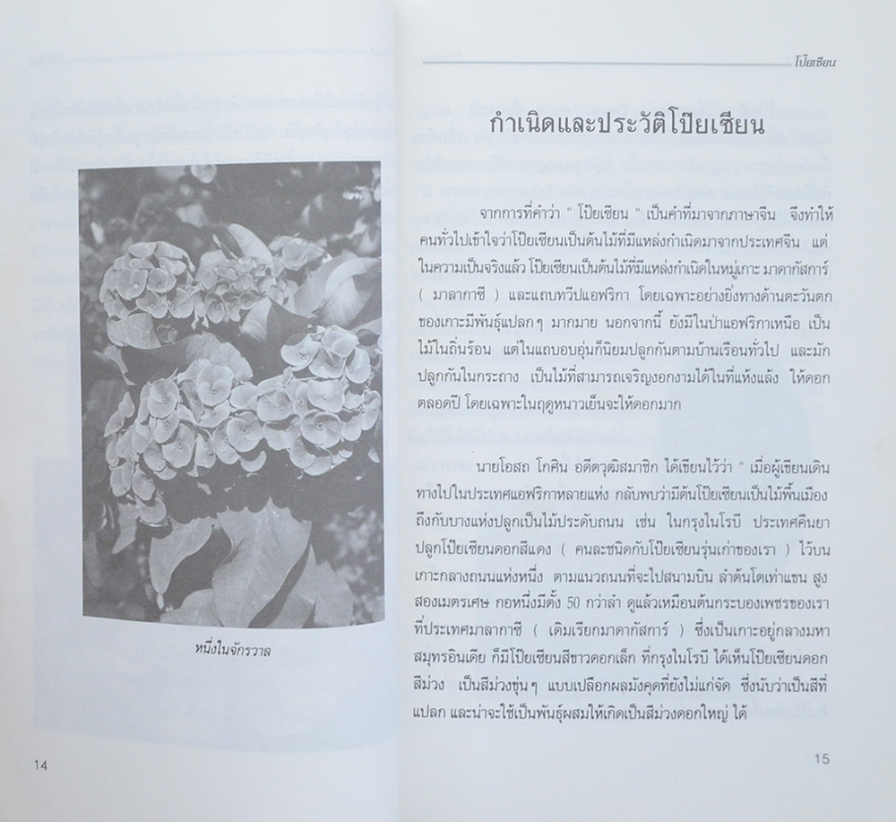 โป๊ยเซียน