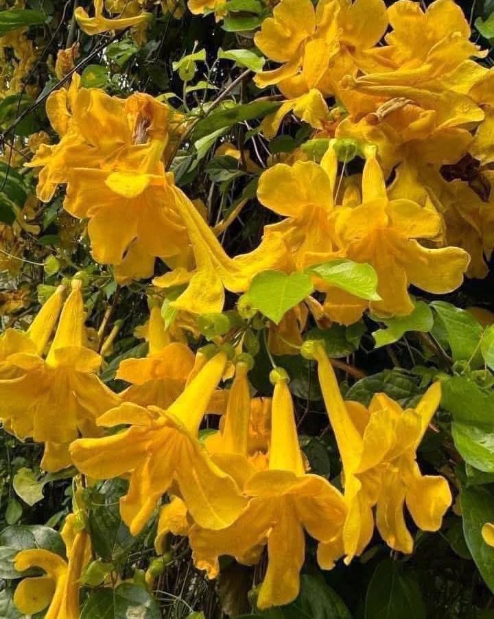 ิ่กิ่งเหลืองชัชวาลย์ Cat's claw trumpet ตัดสด