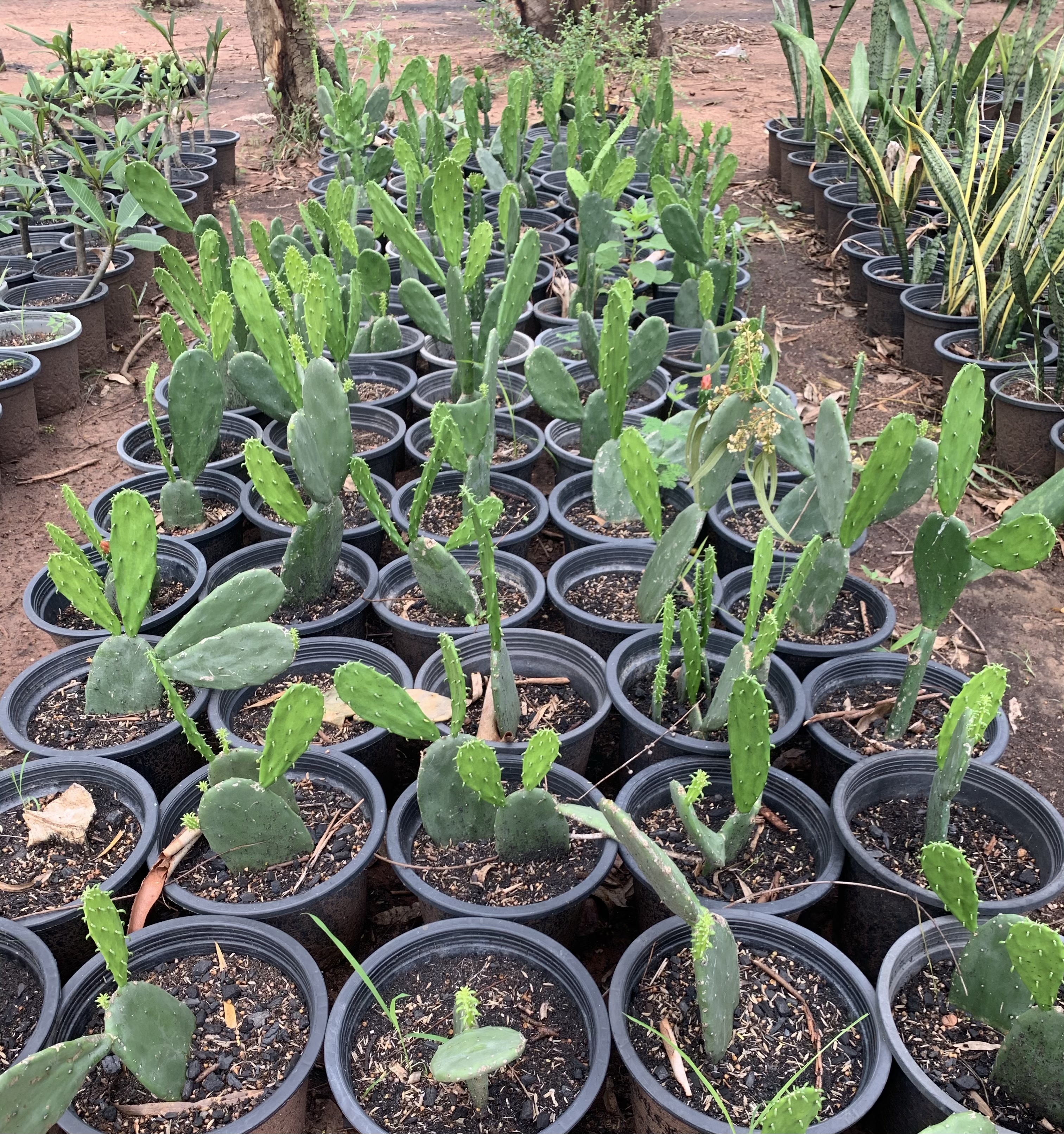 กระบองเพชรใบเสมา กระบองเพชรมิคกี้เมาส์ Opuntia โอพันเทีย