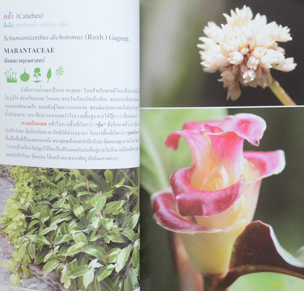 ร้อยพรรณพฤกษา ไม้มงคล