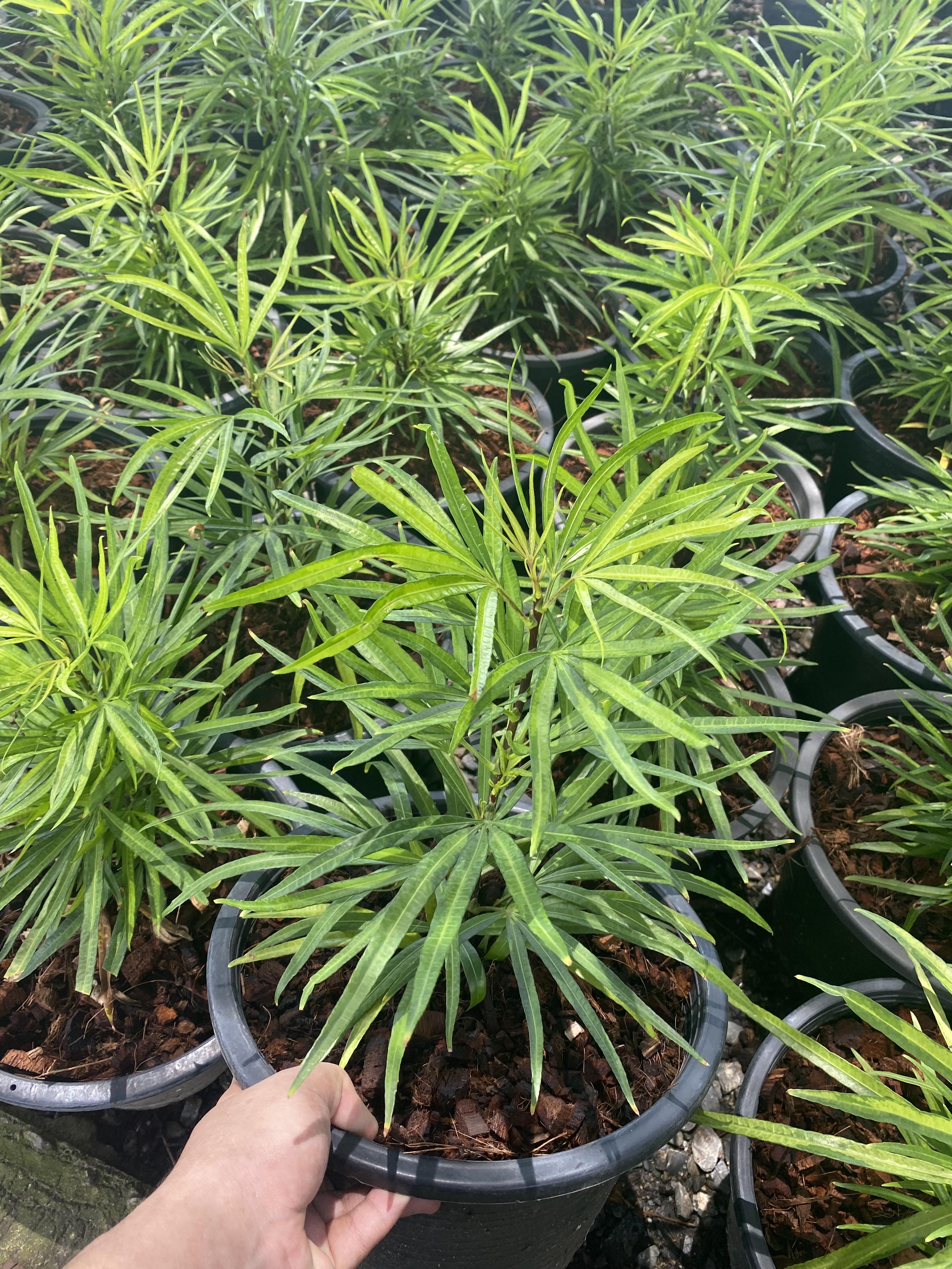 เล็บครุฑแมงมุม เล็บครุฑห้าแฉก Miagos Bush