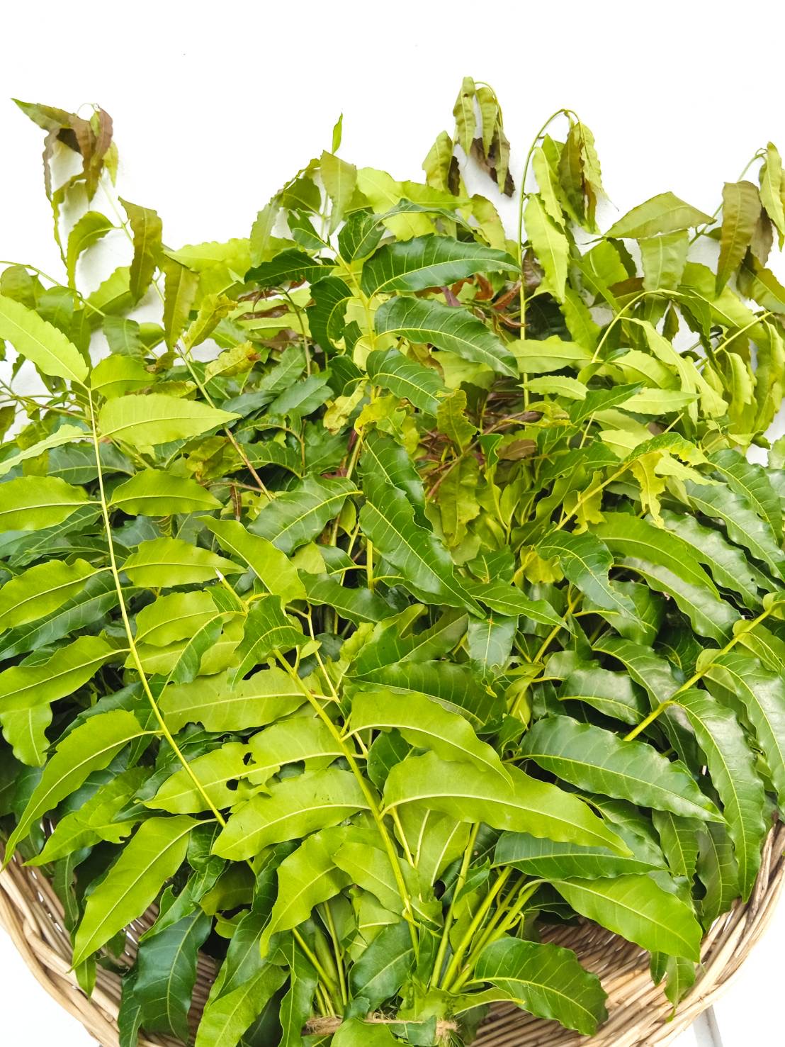 ใบสะเดา Siamese Neem Tree