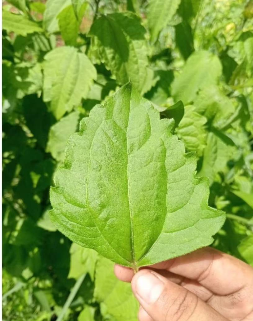 ใบสาบเสือ Siam weed สมุนไพรหายาก