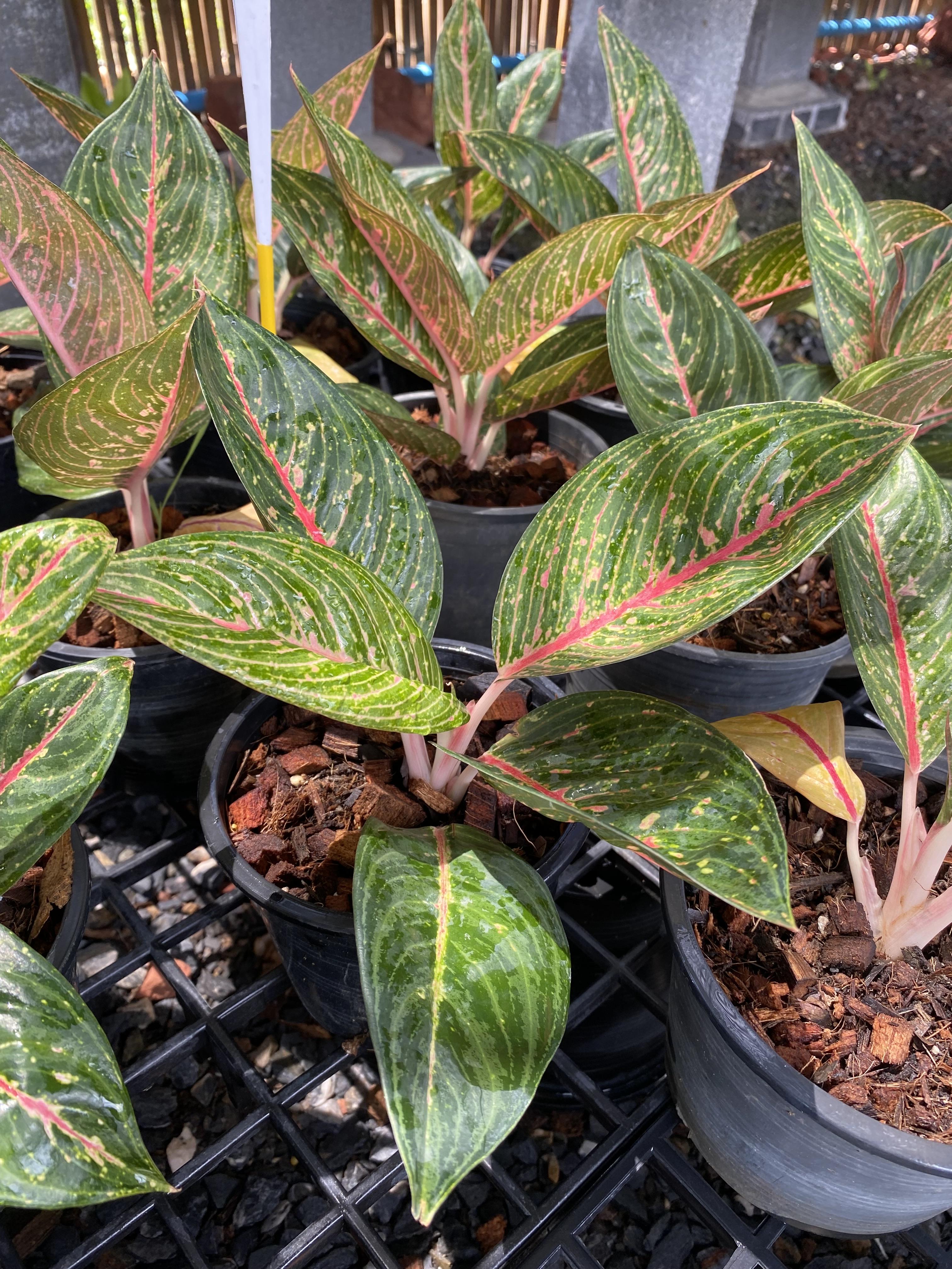 อโกลนีมา ออร่าส้ม Aglaonema
