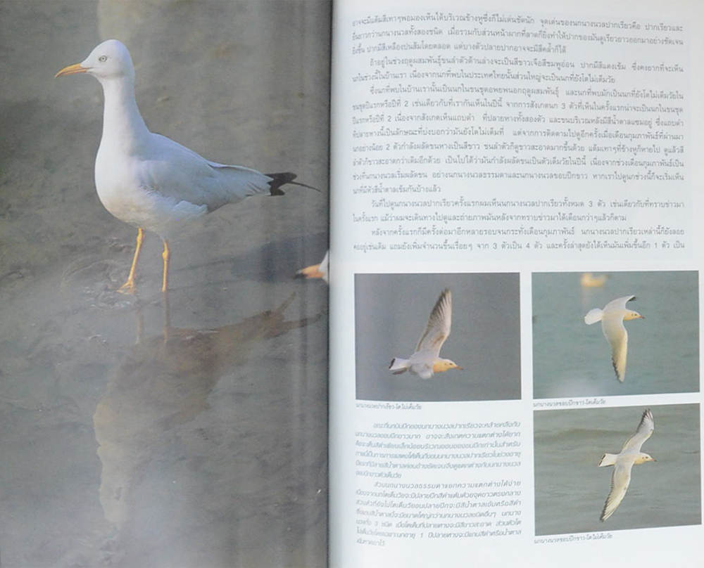 ADVANCED THAILAND GEOGRAPHIC ปีที่ 7 ฉบับที่ 51 กุมภาพันธ์-มีนาคม 2545