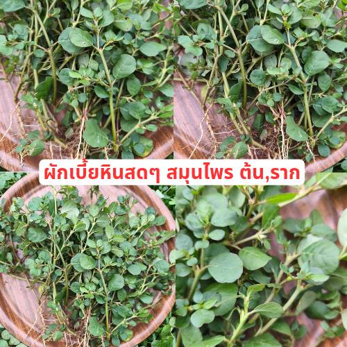 ต้นผักเบี้ยหิน black pigweed