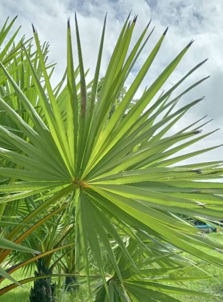 ใบตาล ตัดสดใบตามธรรมชาติ