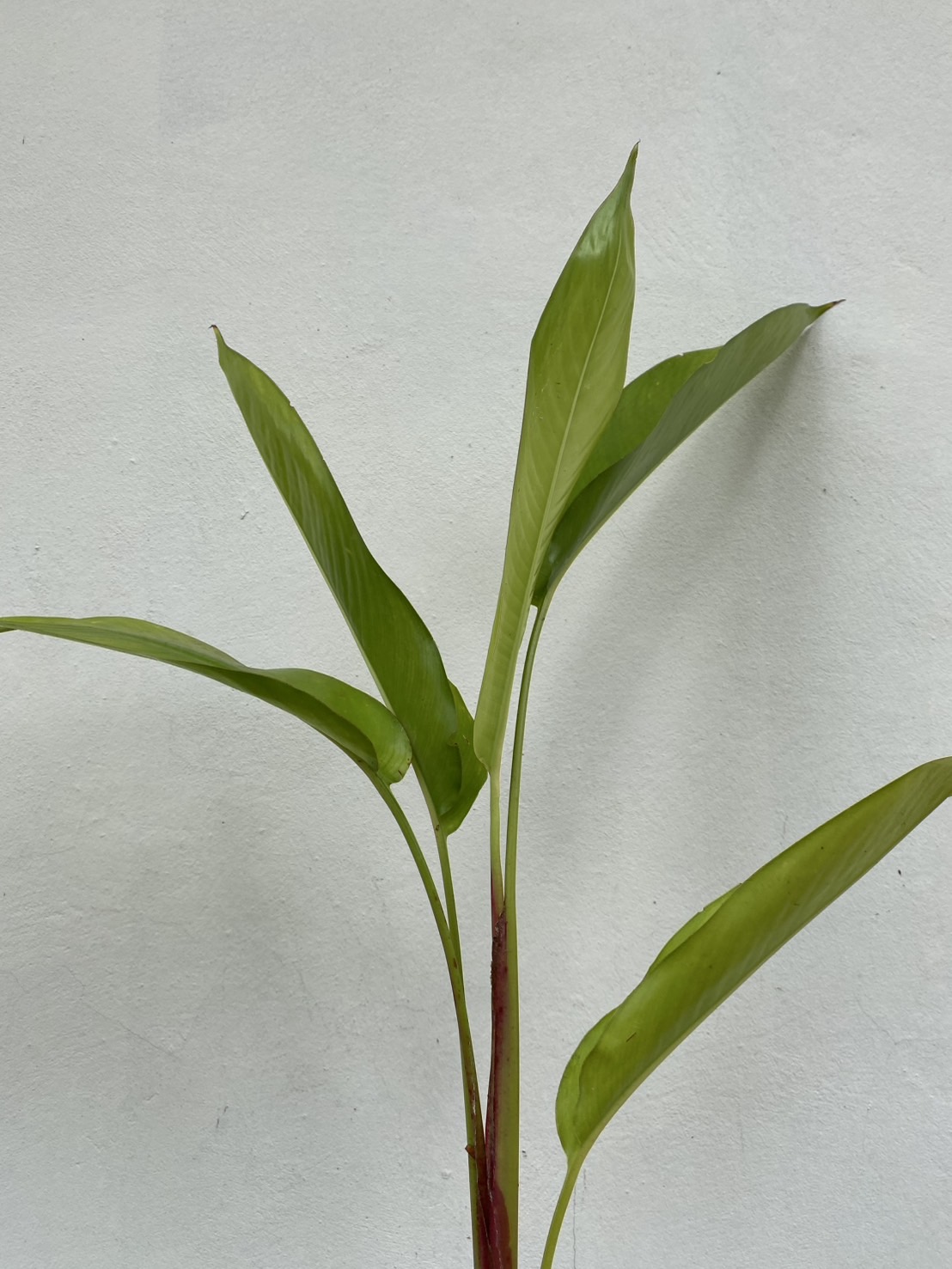 ต้นเบิร์ด Bird of Paradise