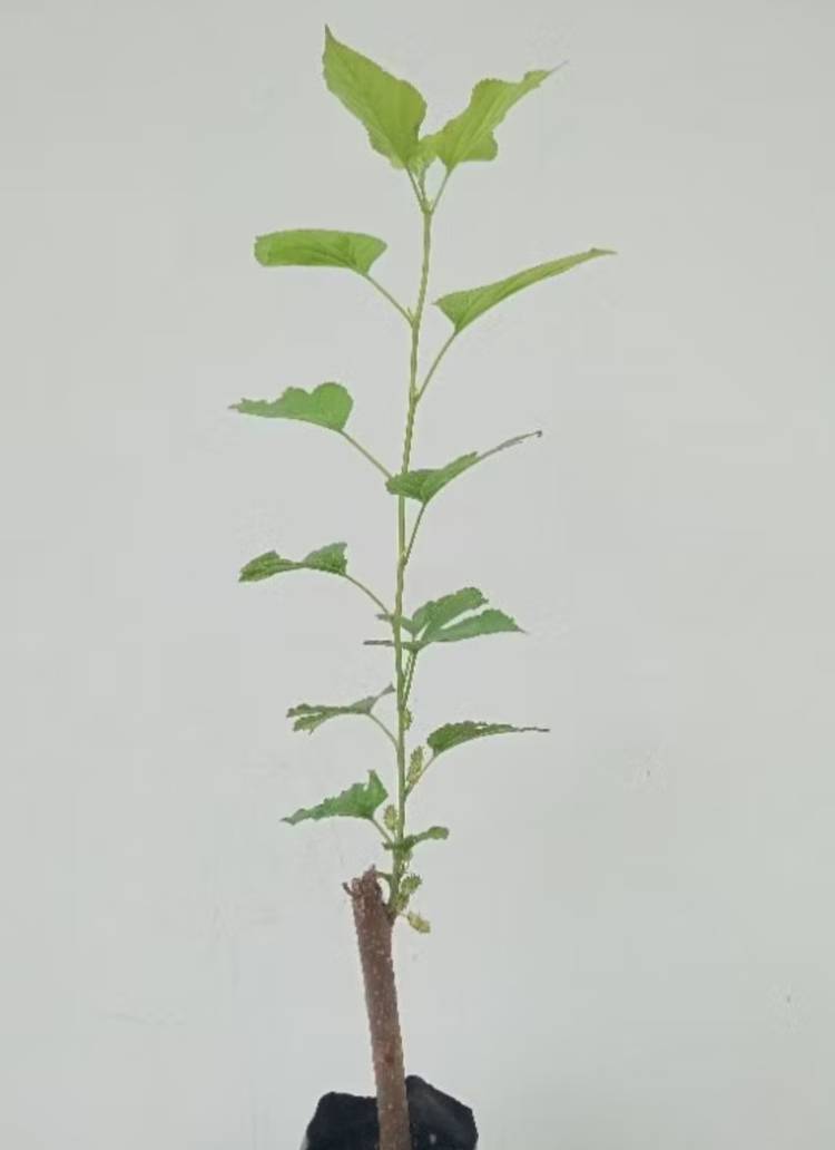 ต้นหม่อนหรือมัลเบอร์รี่ (Mulberry)