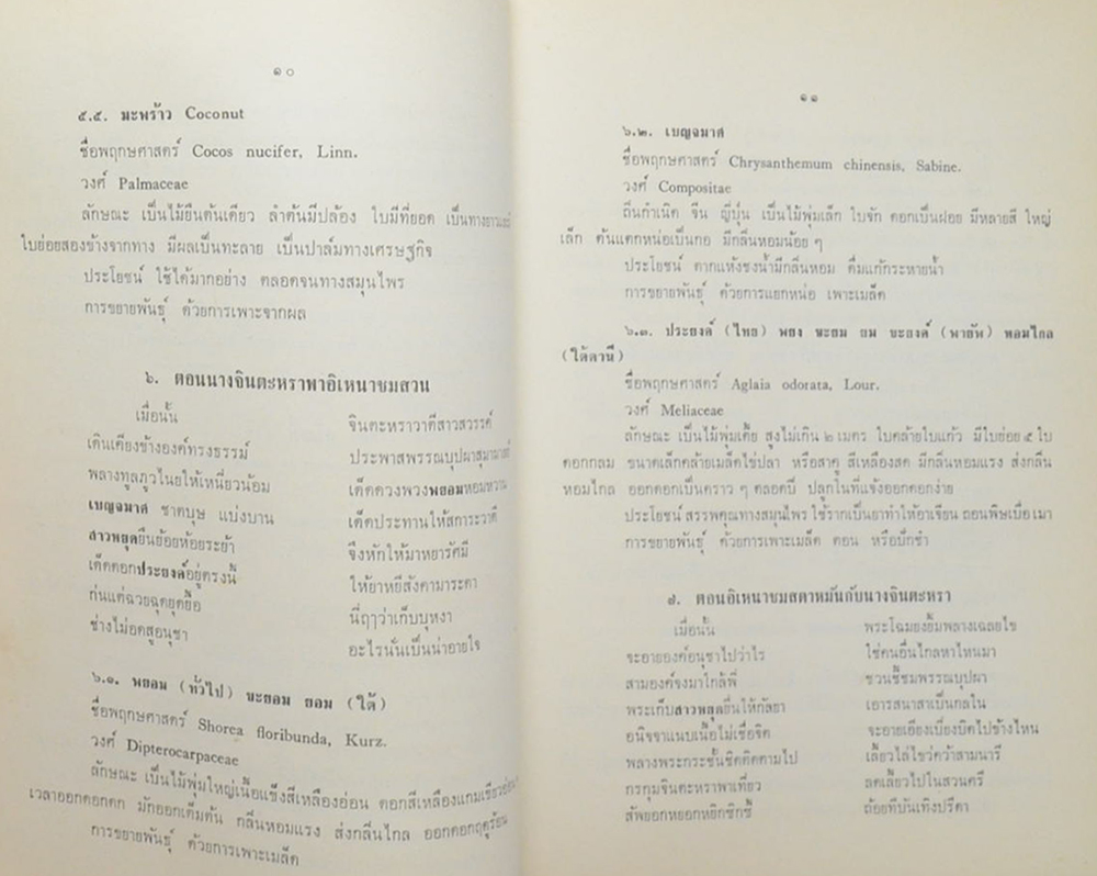 นางไป๋ สุสายัณห์ (ต้นไม้ในวรรณคดี) (ขายตามสภาพ)