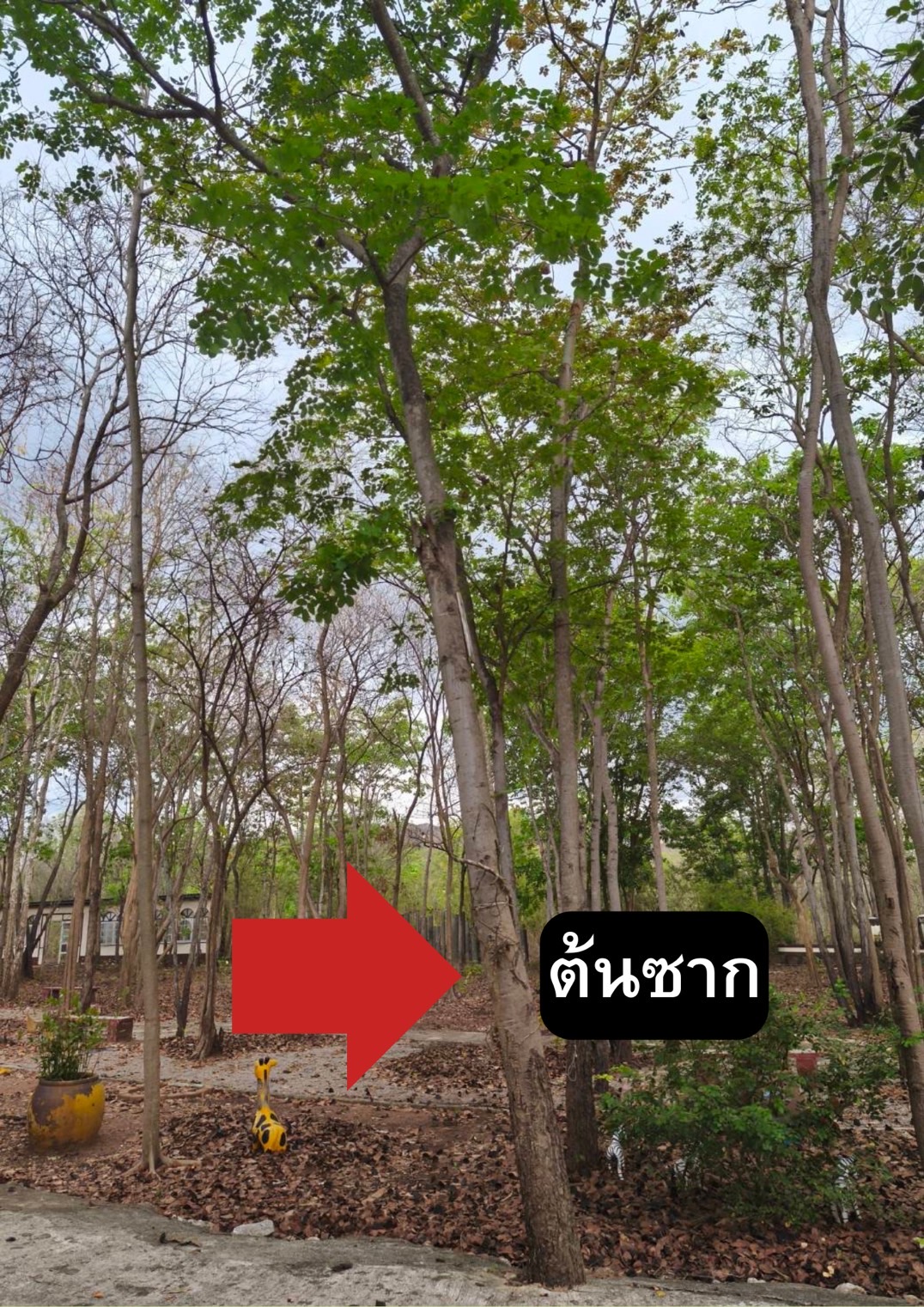 ต้นซาก Erythrophleum succirubrum Gagnep.