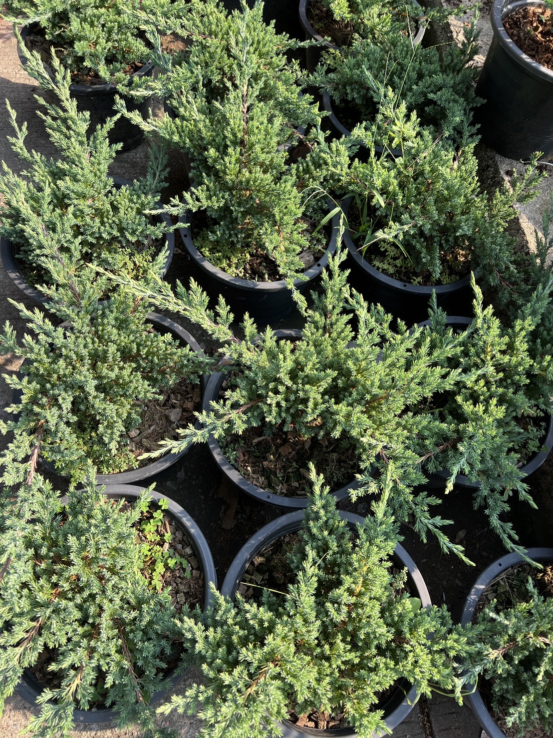 สนเลื้อย Creeping Juniper
